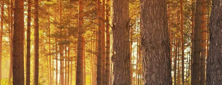 Trees